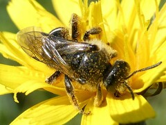 Lasioglossum leucozonium