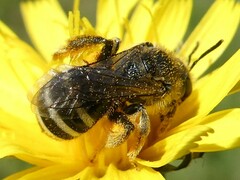 Lasioglossum leucozonium