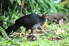 Alectura lathami lathami