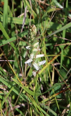 Spiranthes magnicamporum