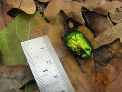 Protaetia speciosissima