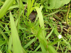 Xenostegia tridentata