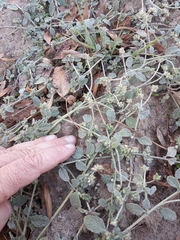 Heliotropium supinum