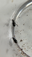 Syntomus americanus