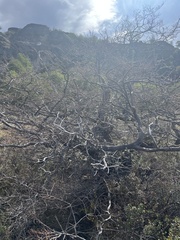 Nothofagus antarctica