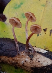 Deconica