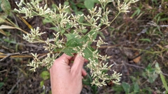 Eupatorium pubescens