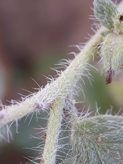 Heliotropium supinum