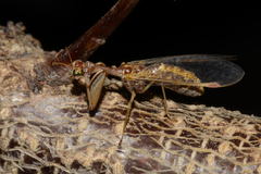 Mantispa styriaca