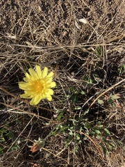 Agoseris apargioides