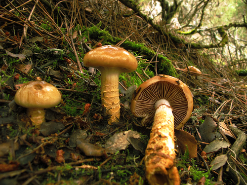 girdled webcap