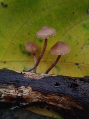 Deconica