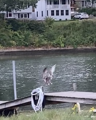 Larus argentatus smithsonianus