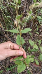 Eupatorium pubescens