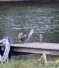 Larus argentatus smithsonianus