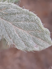 Heliotropium supinum