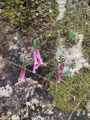 Epacris reclinata