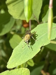 Pterallastes thoracicus