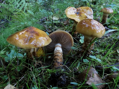girdled webcap