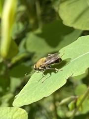 Pterallastes thoracicus