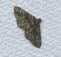 Eucymatoge peplodes