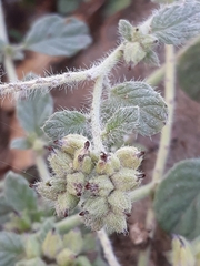 Heliotropium supinum