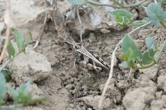 Encoptolophus costalis