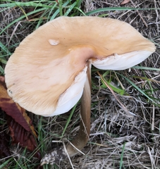 Rhodocollybia