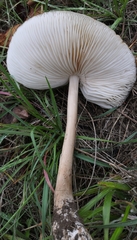 Rhodocollybia