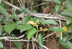 Sterculia quadrifida