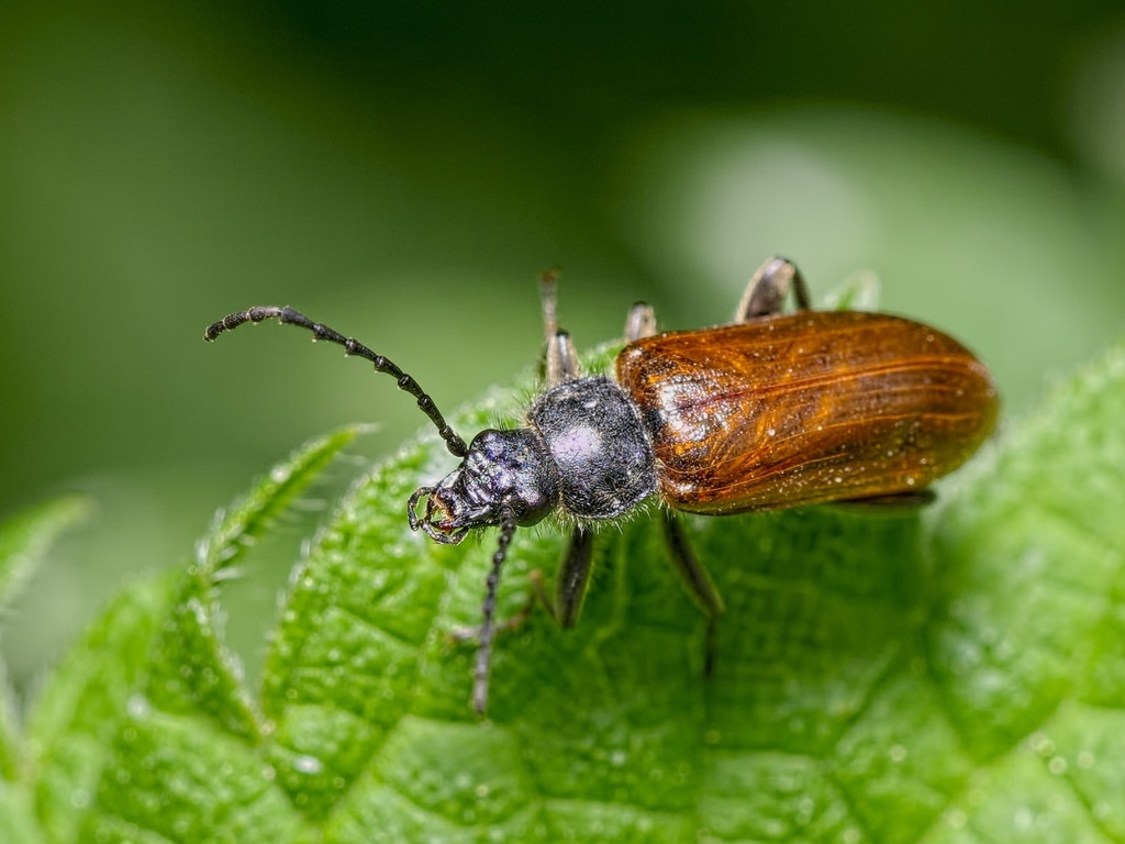 Omophlus pubescens