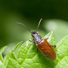 Omophlus pubescens
