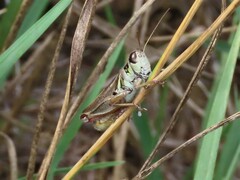 Melanoplus sanguinipes