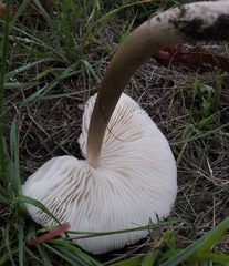 Rhodocollybia