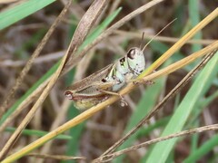 Melanoplus sanguinipes