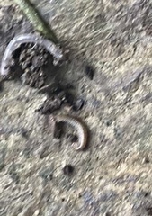 Lithobiomorpha