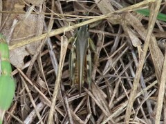 Melanoplus sanguinipes