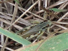 Melanoplus sanguinipes