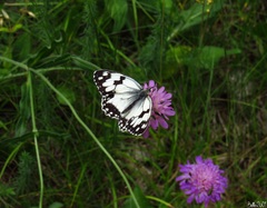 Melanargia lachesis