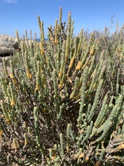 Salicornia littorea