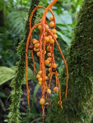 Chamaedorea pinnatifrons