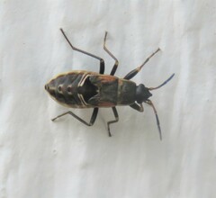 Rhyparochromus