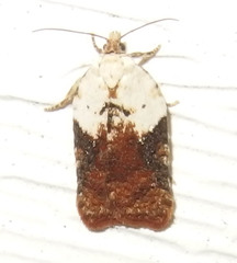Acleris braunana