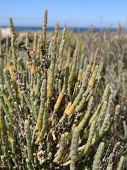 Salicornia littorea