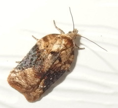 Acleris braunana