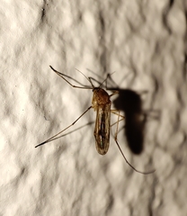 Culiseta longiareolata