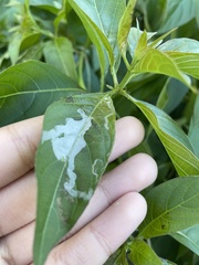 Liriomyza schmidti