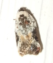 Acleris nivisellana