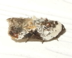 Acleris nivisellana
