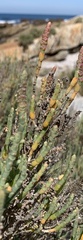 Salicornia littorea